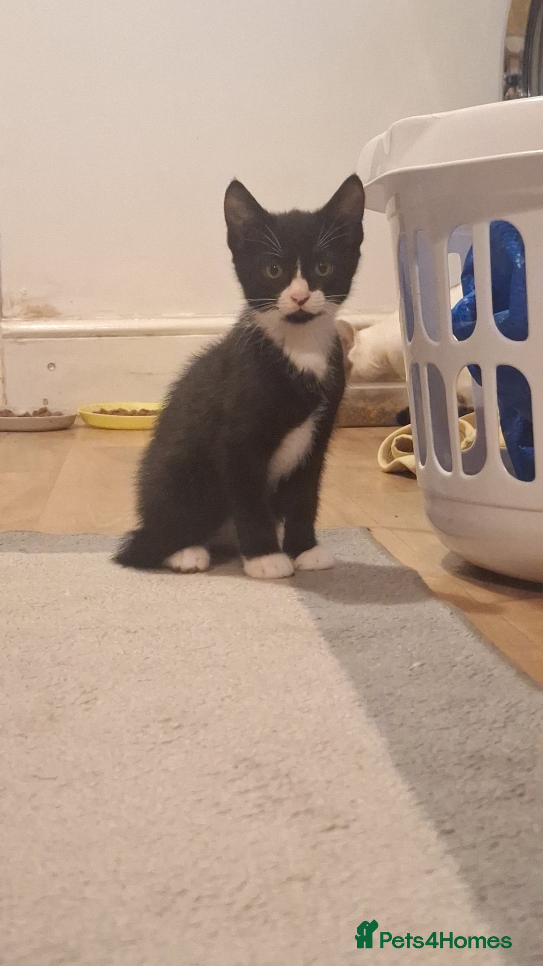Mixed Breed cats for sale: 3 black and white kittens  - Image 4