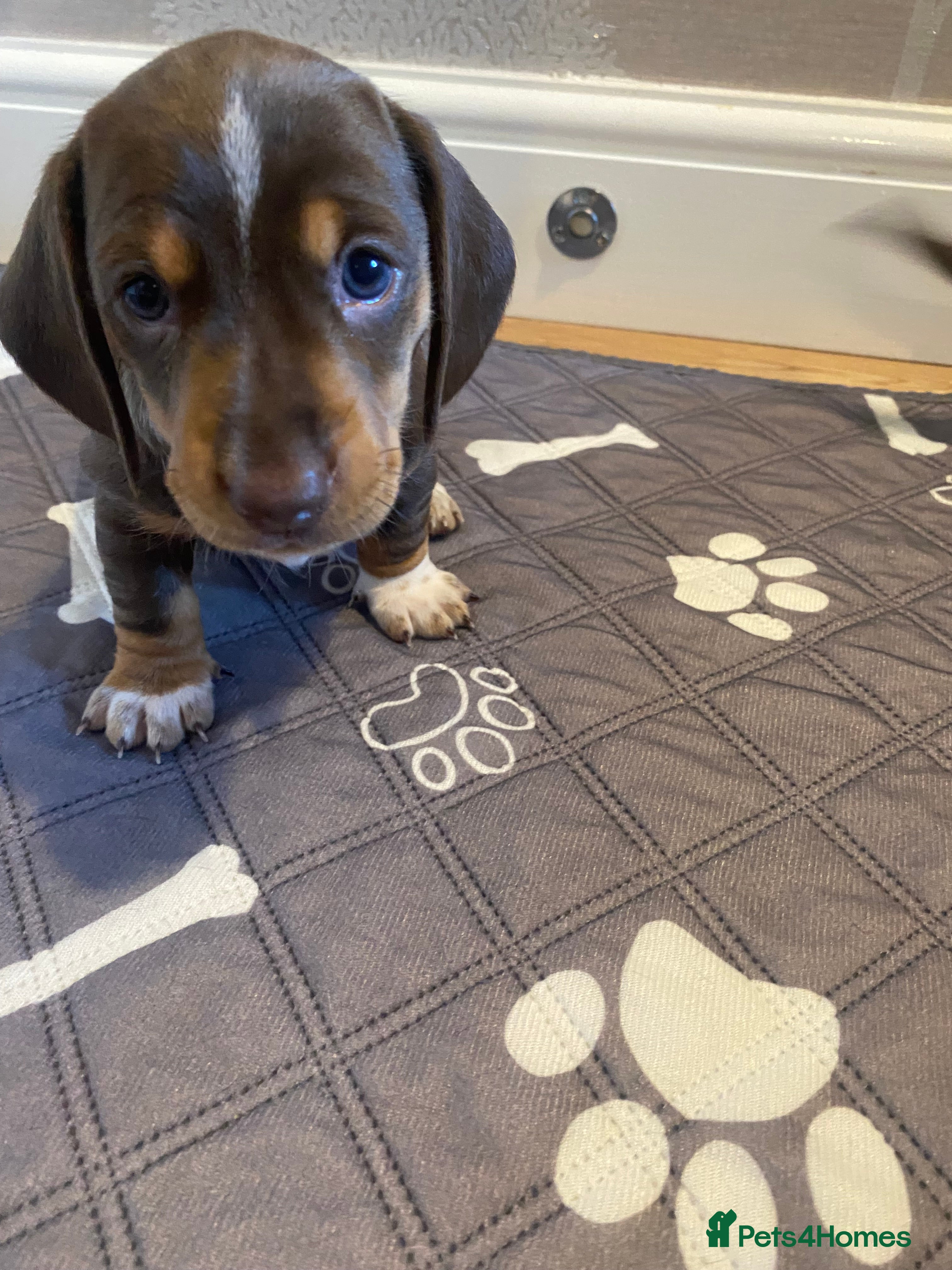 Miniature Dachshund dogs Stunning mini dach puppies - Advert 15