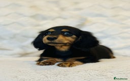Miniature Dachshund dogs for sale: Long Haired miniature dachshunds - Image 8