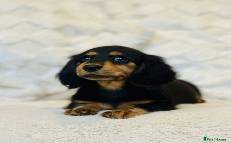 Miniature Dachshund dogs - Advert 9