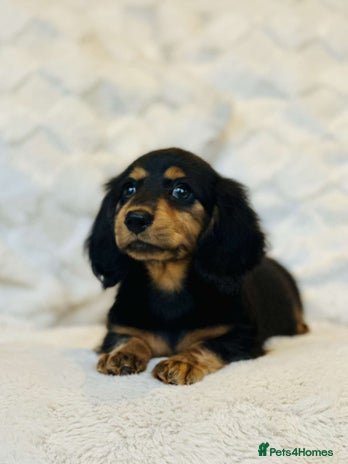 Miniature Dachshund dogs - Advert 8