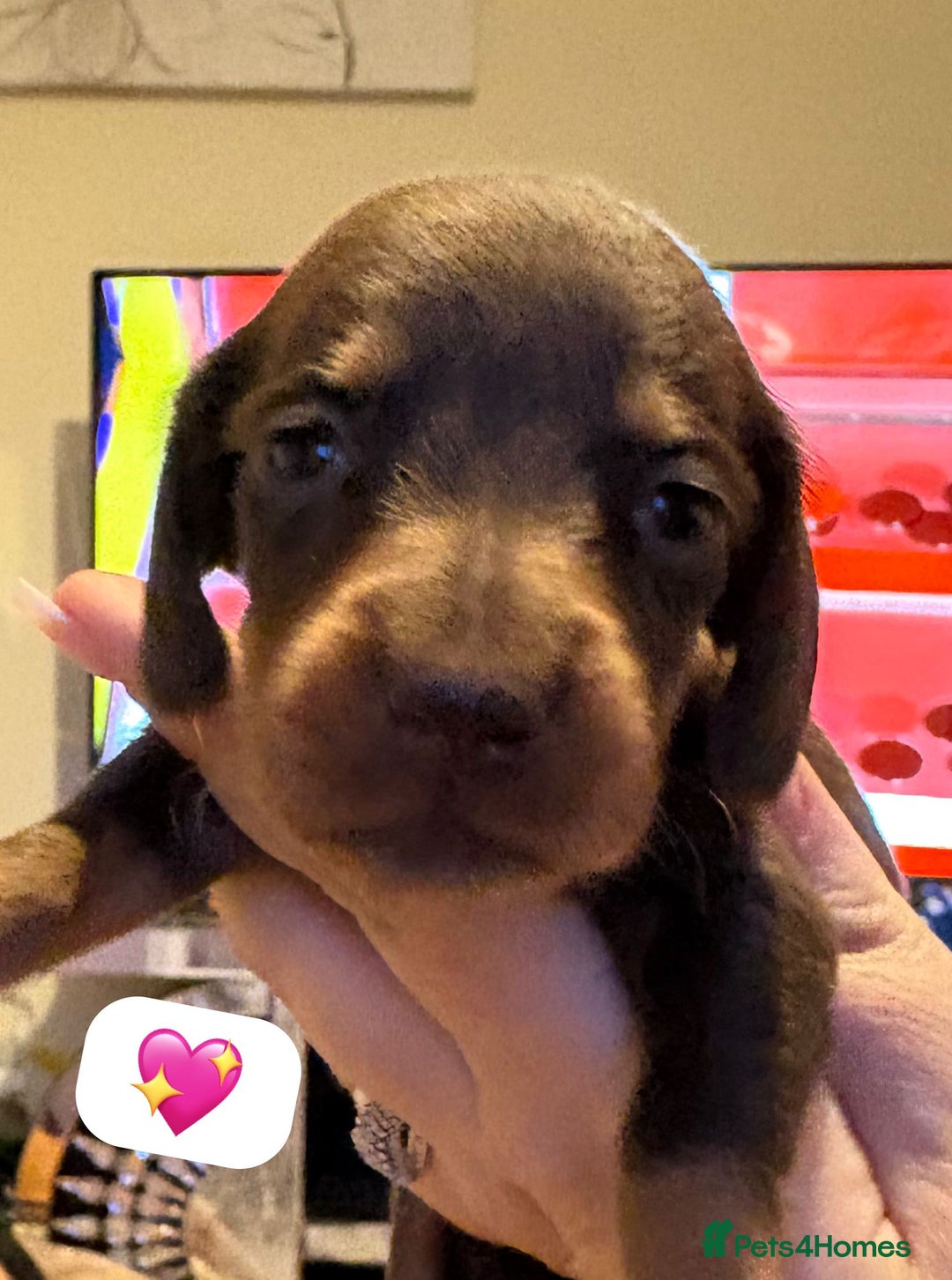 Dachshund dogs for sale: Miniature dachshund puppy’s for sale  - Image 14