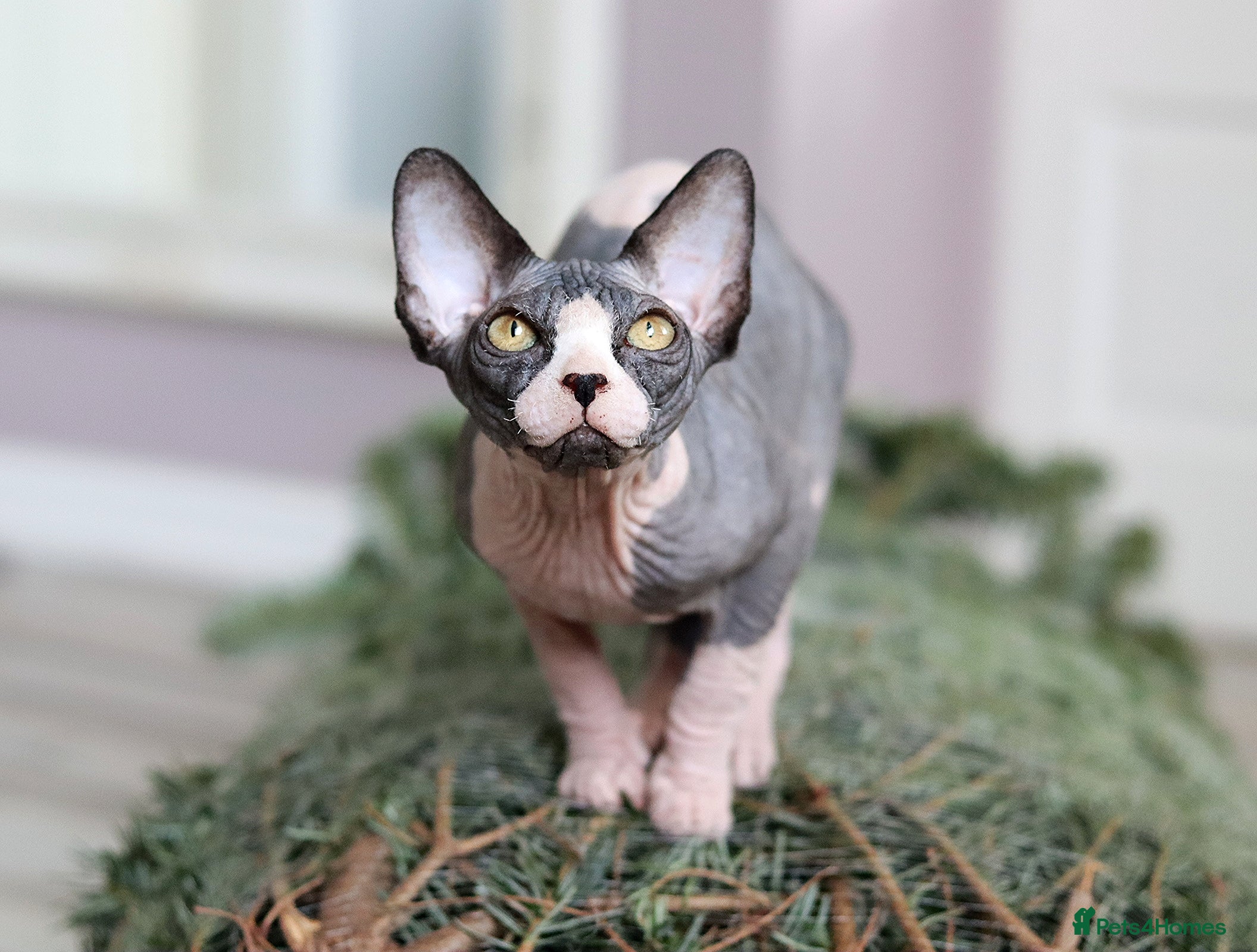 Sphynx cats Bloodline Sphynx Kittens  - Advert 11