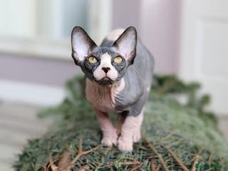 Sphynx cats Bloodline Sphynx Kittens - Advert 5