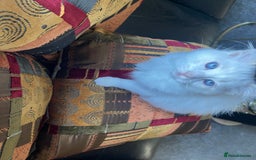 Ragdoll cats for sale: Ragdoll adults Purebred pedigree 5 generations  - Advert 33