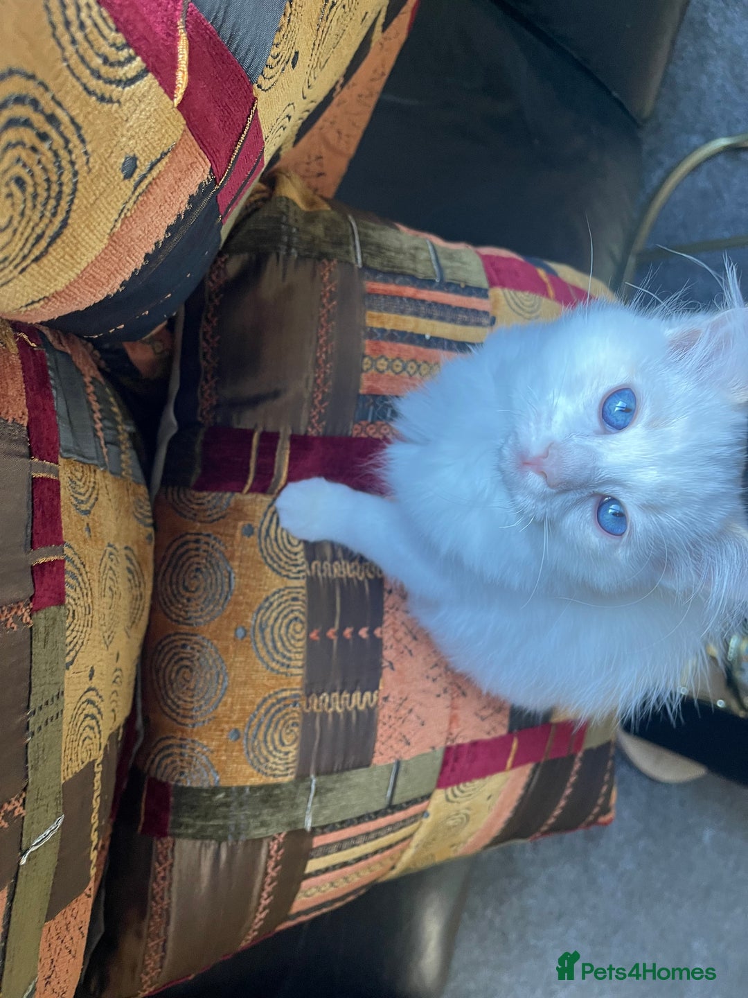Ragdoll cats for sale: Ragdoll adults Purebred pedigree 5 generations  - Advert 33