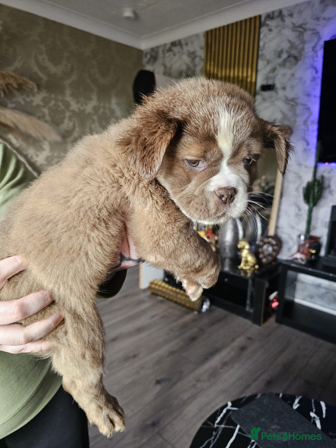 Olde English Bulldogge dogs for sale: Olde English bulldog pups - Advert 5