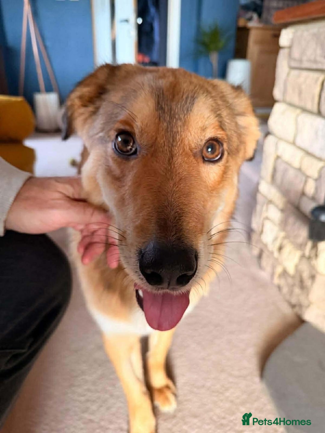 Mixed Breed dogs for adoption: Fox - Milton Keynes  - Advert 15