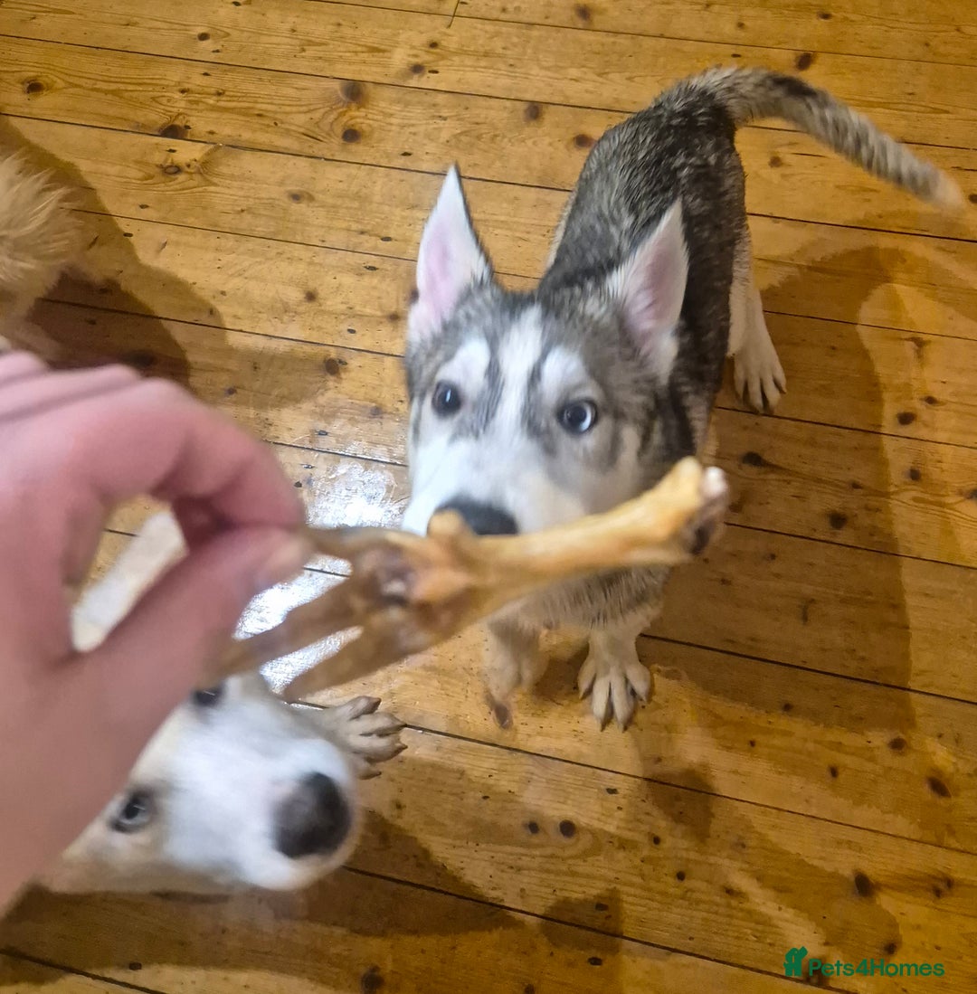 Siberian Husky dogs for sale: Beautiful Husky Looking for Their Forever Homes - Advert 20