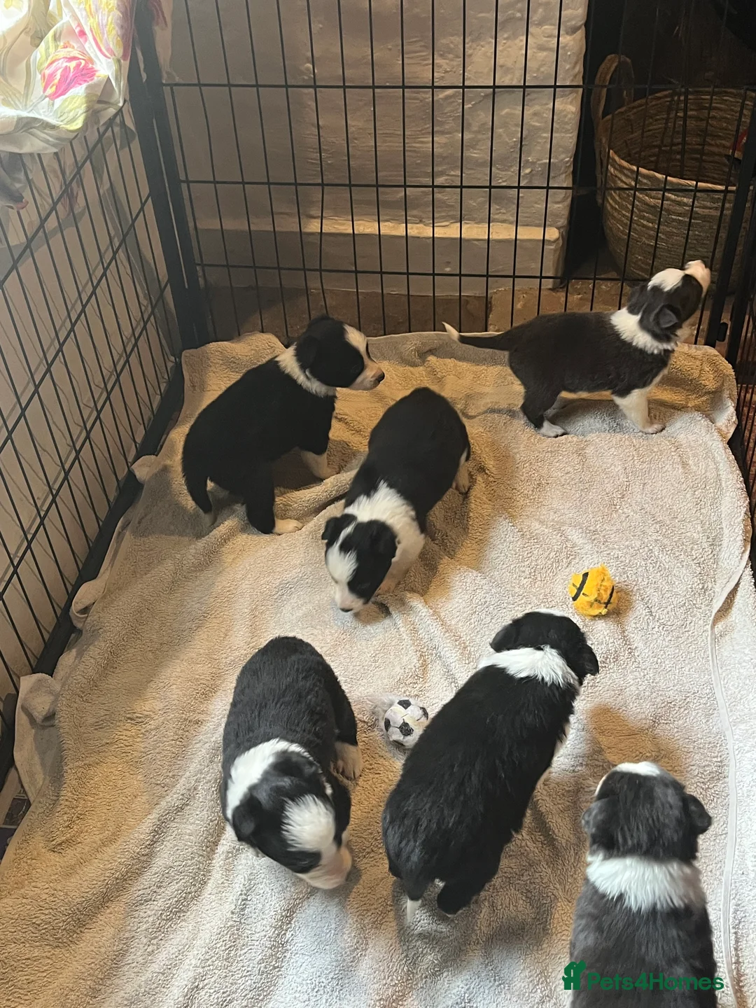 Border Collie dogs for sale: Border collie puppies, excellent litter!!  - Advert 32