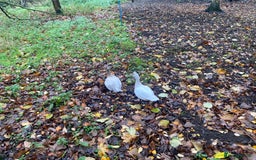 Ducks poultry for sale: Pekin Ducks, Pekin/Runner Ducks and Pekin Bantams - Advert 4