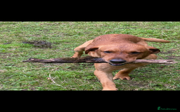 Labrador Retriever dogs for stud: fox Red extensively health tested 0-0 hips in Swansea - Image 13