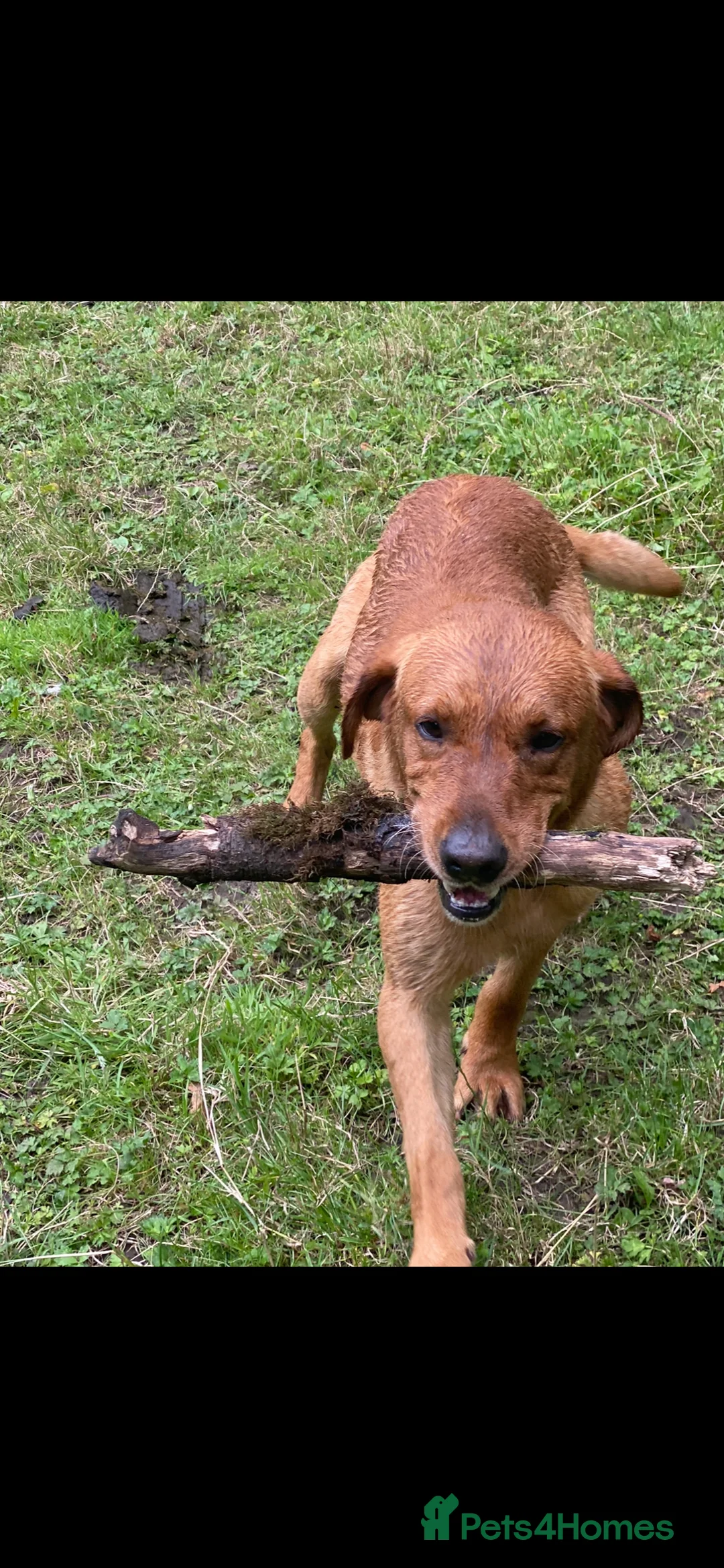 Labrador Retriever dogs for stud: fox Red extensively health tested 0-0 hips in Swansea - Advert 13