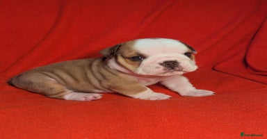 English Bulldog dogs - Advert 14