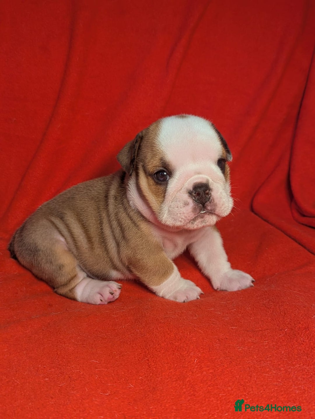 English Bulldog dogs for sale: Nine stunning bulldogs - Image 2