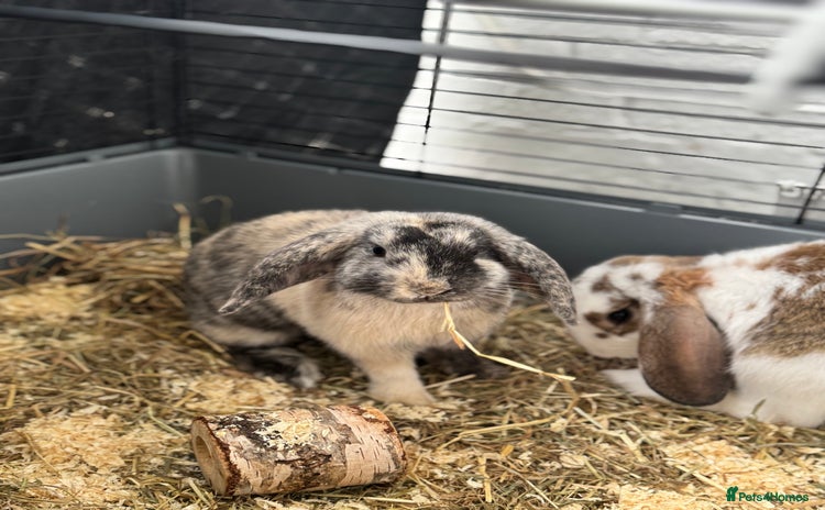 Cashmere Lop rabbits - Advert 1