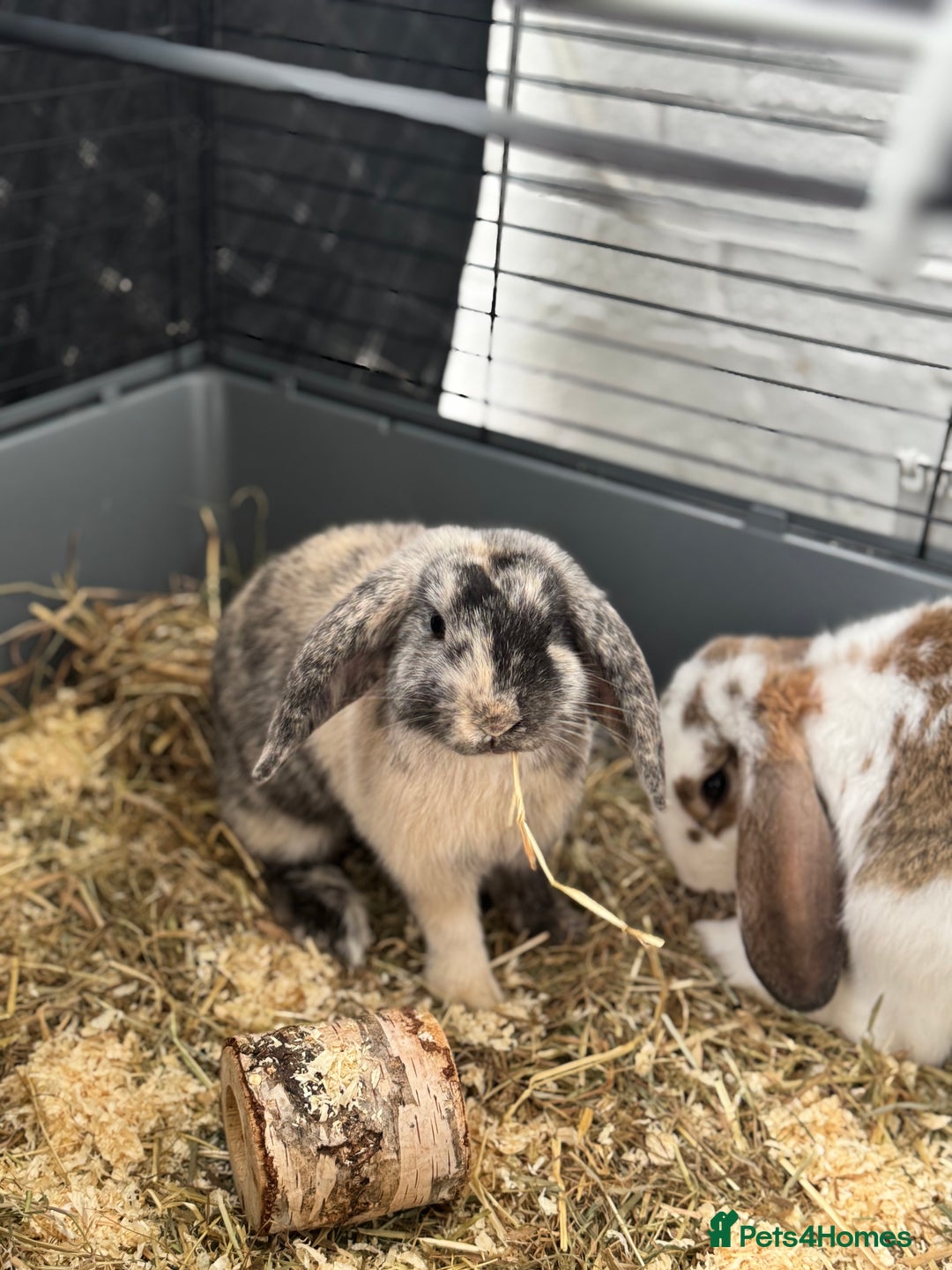 Cashmere Lop rabbits for sale: Alvin and Ronnie - Image 1