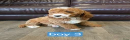 Labradoodle dogs for sale: Adorable F1B Miniature Labradoodle Pups 🐾🩷 - Advert 19