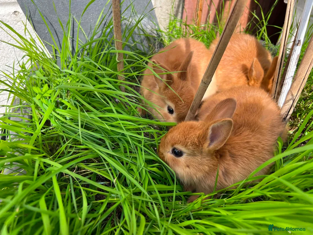Netherland Dwarf rabbits for sale: Netherland dwarf bunnies - Advert 2