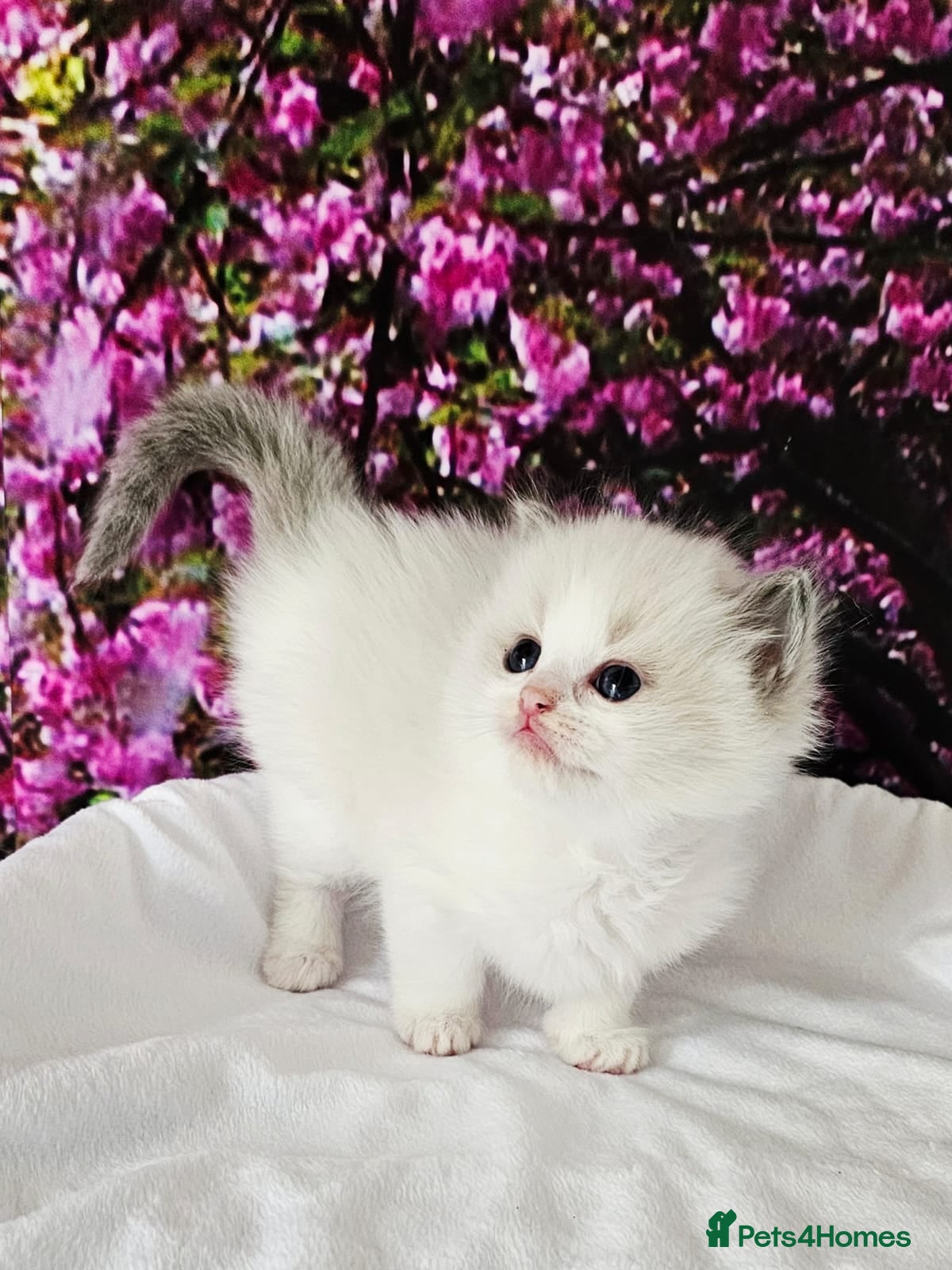 Ragdoll cats Ragdoll kittens  - Advert 16