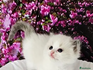 Ragdoll cats Ragdoll kittens - Advert 17