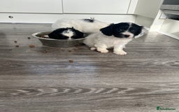 Cavapoo dogs for sale: Health tested Cavapoo puppies  - Image 5