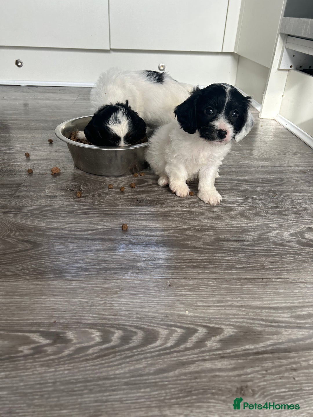 Cavapoo dogs for sale: Health tested Cavapoo puppies  - Image 5