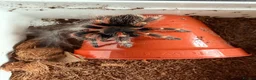 Mixed Breed invertebrates for sale: Tarantula and scorpion collection for sale - Advert 6