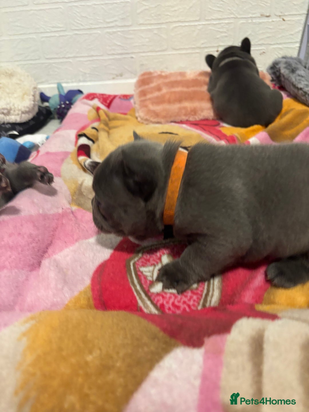 French Bulldog dogs for sale: Male French bulldog puppies  - Advert 11