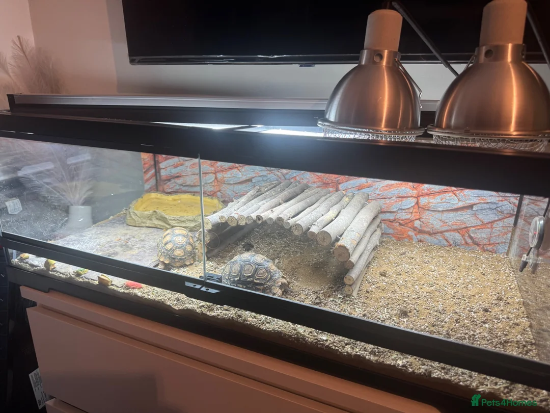 Tortoise reptiles for sale: 2 leopard tortoise with full setup in Bolton - Advert 4