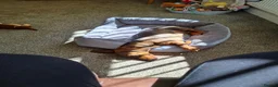 Dachshund dogs for sale: Mabel - Advert 2
