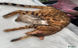 Bengal cats for stud: Bengal Stud Available🌟Hurry before spayed!🤍 in Ilford - Image 6