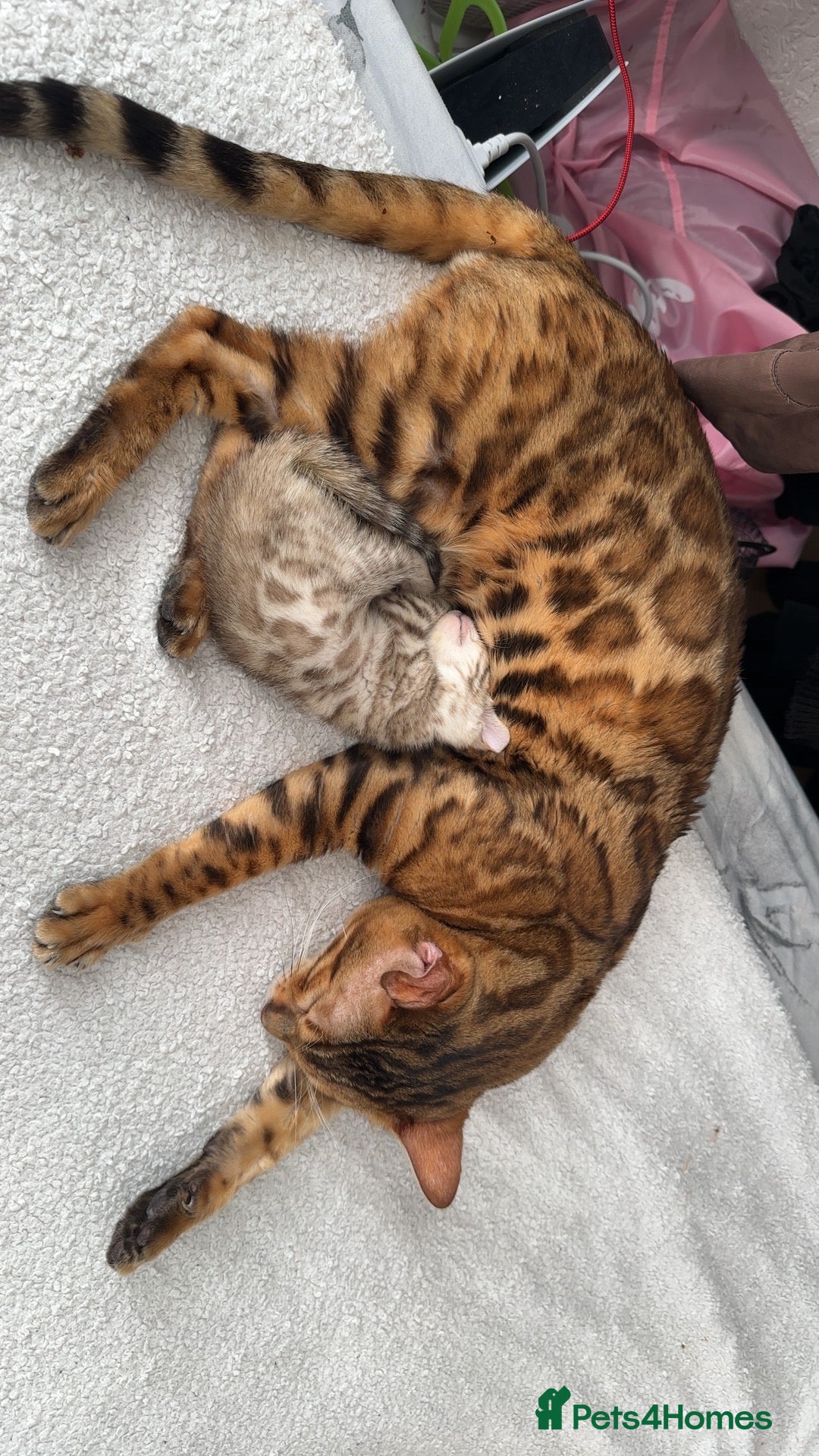 Bengal cats for stud: Bengal Stud Available🌟Hurry before spayed!🤍 in Ilford - Image 6