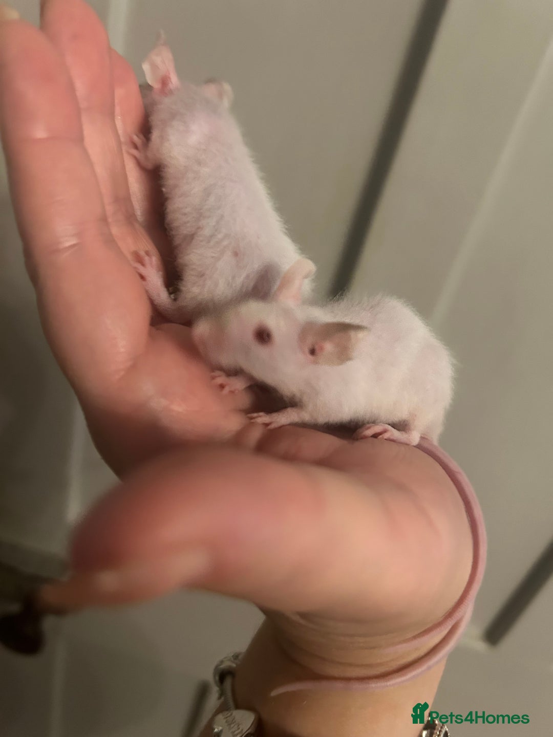 Mouse rodents for sale:  mice  - Image 2