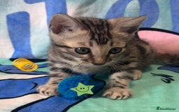 Bengal cats for sale: TICA Silver Bengal kittens - Image 9