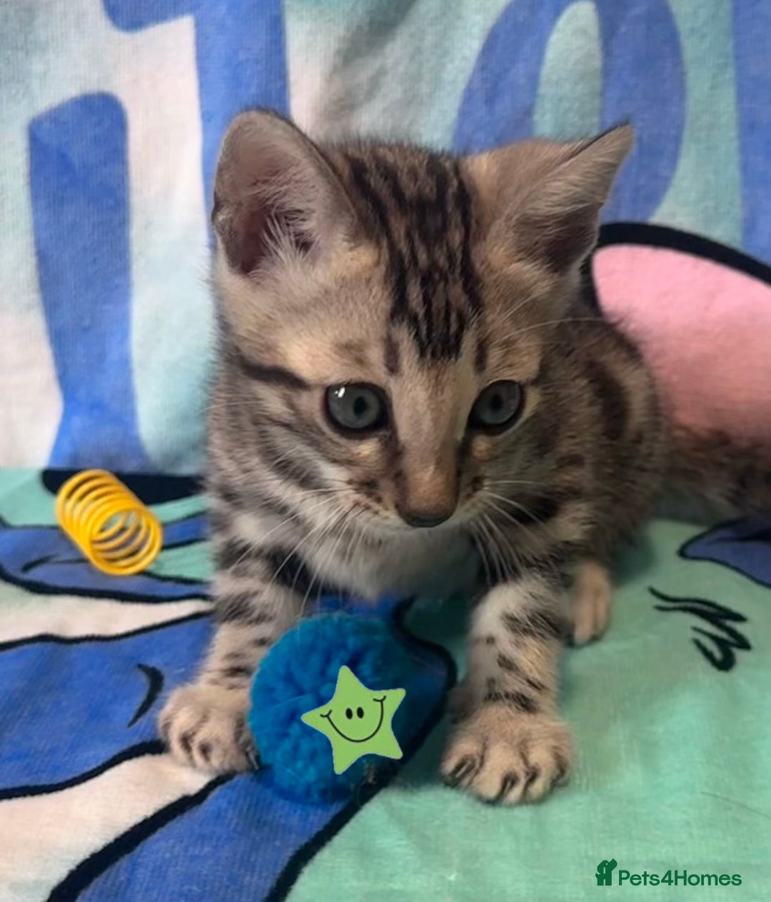 Bengal cats for sale: TICA Silver Bengal kittens - Image 9