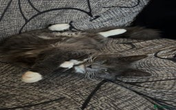 British Longhair cats for sale: X2 7 month old male kittens - Advert 10
