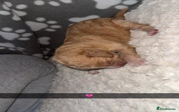 Cocker Spaniel dogs for sale: 7 beautiful cocker spaniel puppies 🩷💙 - Advert 7