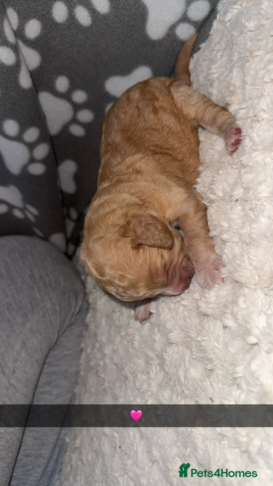 Cocker Spaniel dogs for sale: 7 beautiful cocker spaniel puppies 🩷💙 - Advert 7