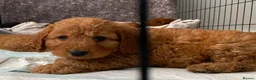 Cockapoo dogs for sale: STUNNING HEALTH CLEAR COCKAPOO PUPPIES  - Advert 5