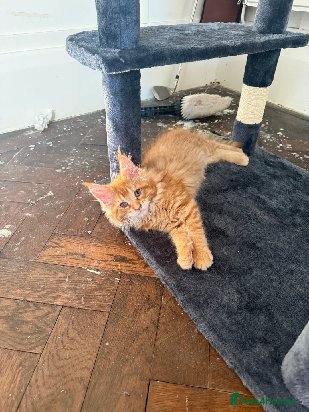 Maine Coon cats for sale: Maine coon kittens GCCF - Image 5