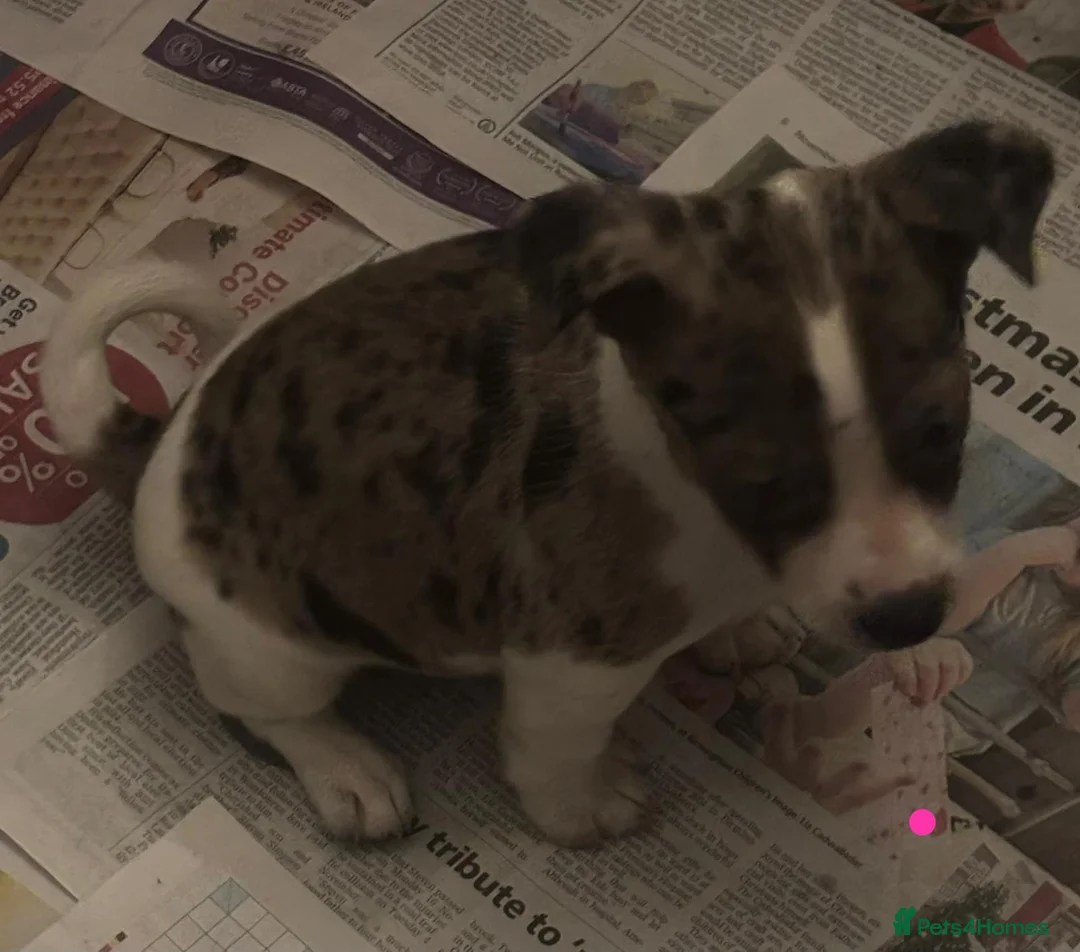 Jack Russell dogs for sale: Jack Russel pups  - Advert 17