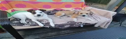 Mixed Breed dogs for adoption: Rainey  in Bournemouth - Advert 2