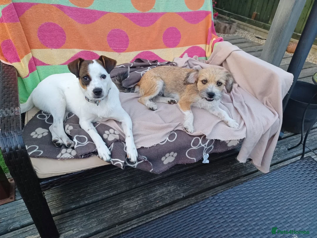 Mixed Breed dogs for adoption: Rainey  in Bournemouth - Advert 2