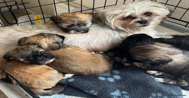 Lhasa Apso dogs Pedigree full bred Lhasa apso puppies - Advert 11