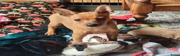 Miniature Pinscher dogs for sale: Lovely red boy ready for loving home in Edinburgh - Advert 8