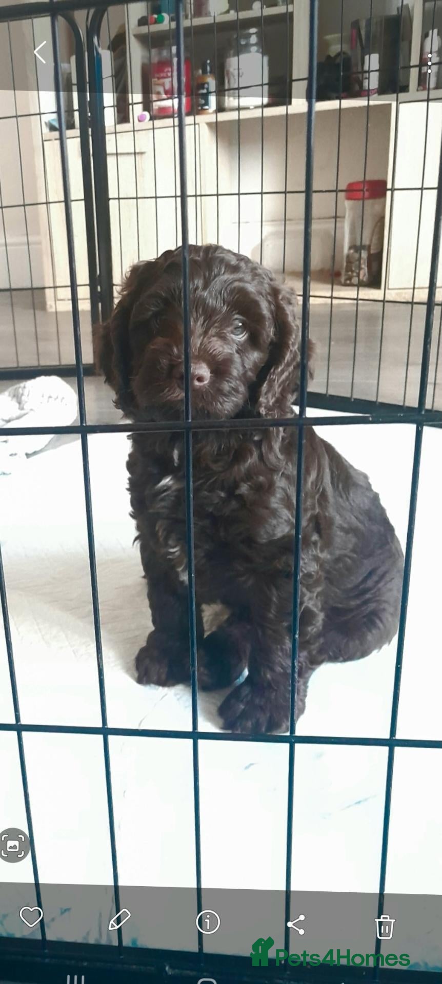 Cockapoo dogs ONLY 1 STUNNING CHOCOLATE BOY AVAILABLE  - Advert 2
