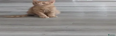 American Shorthair 2