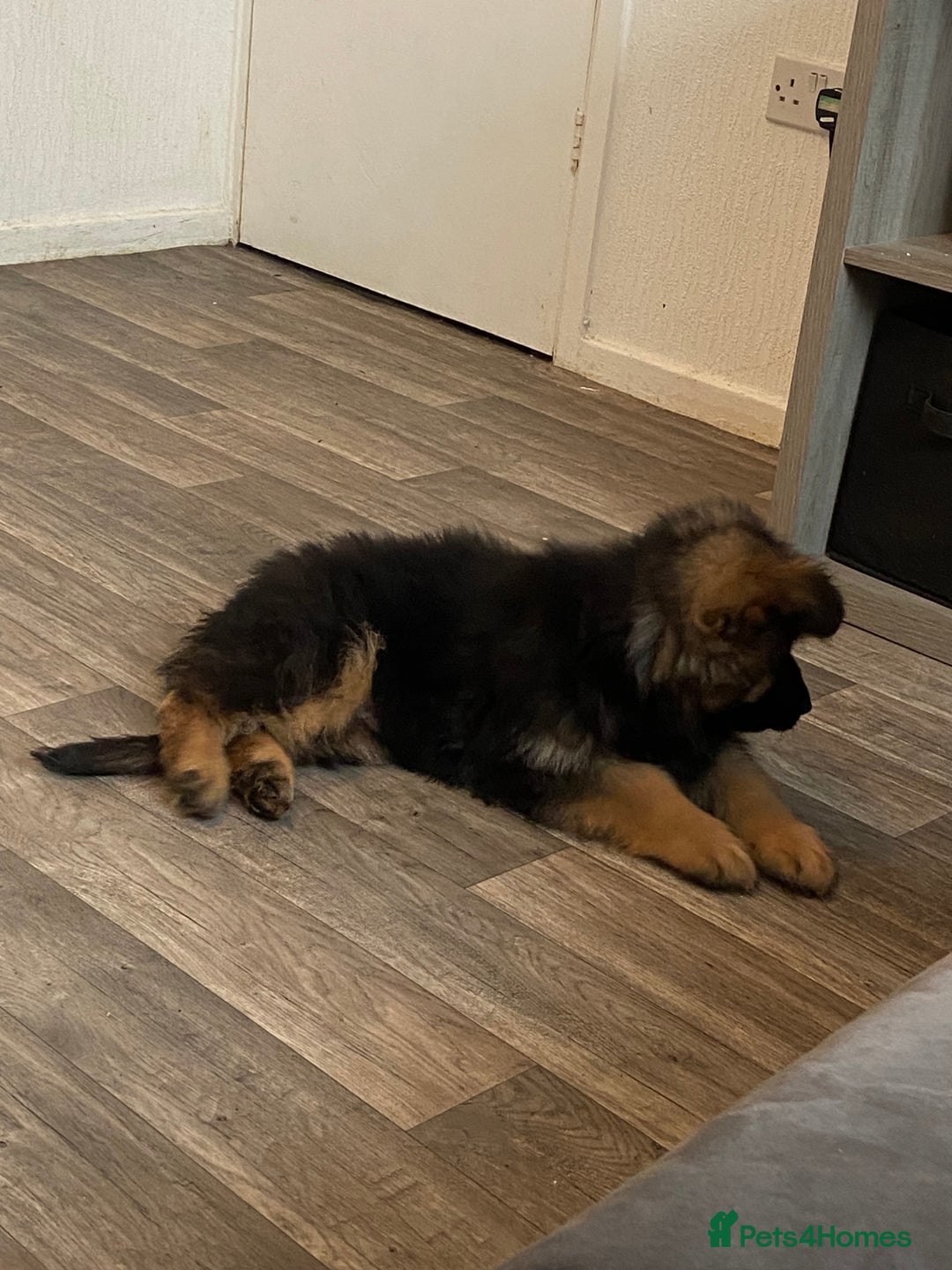 German Shepherd dogs for sale: German shepherd  - Image 2