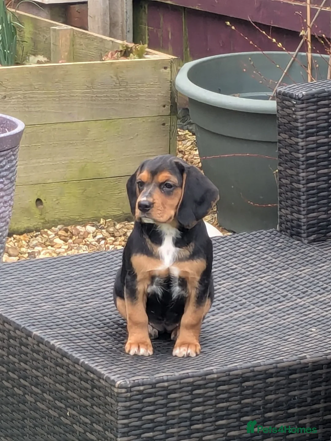 Bocker dogs for sale: Bocker little girl  in Darlington - Advert 1